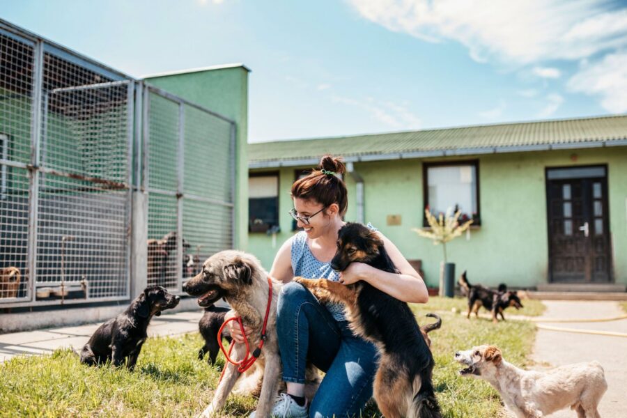 Young adult woman working and playing with adorable dogs in animal shelter