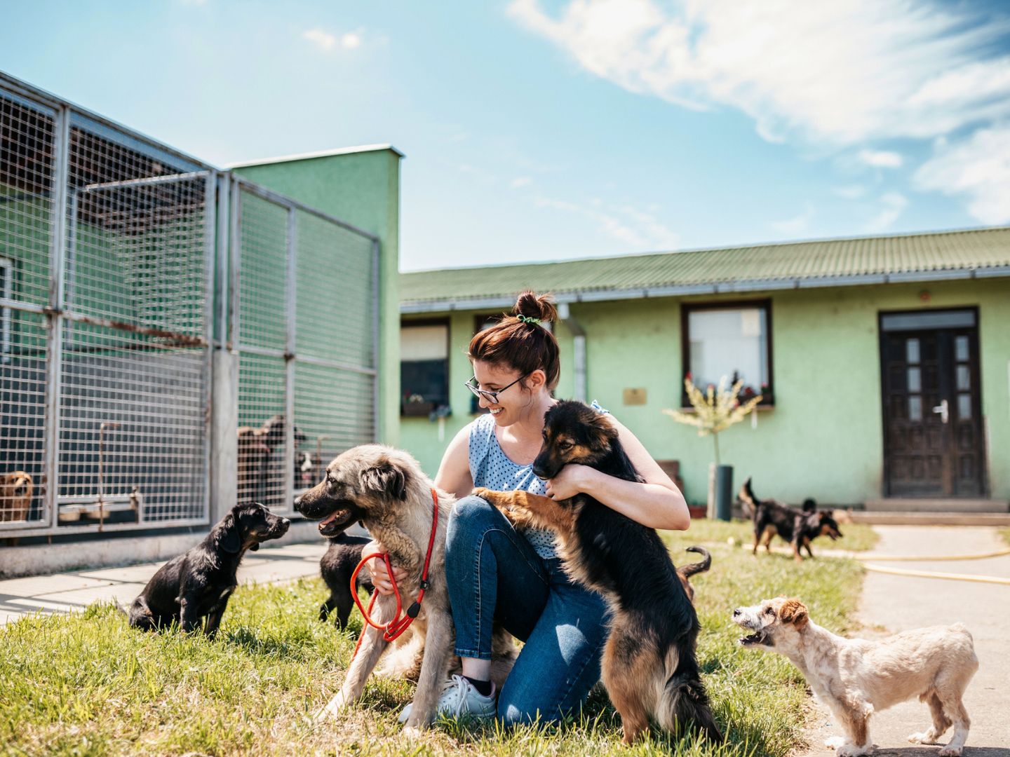 Young adult woman working and playing with adorable dogs in animal shelter